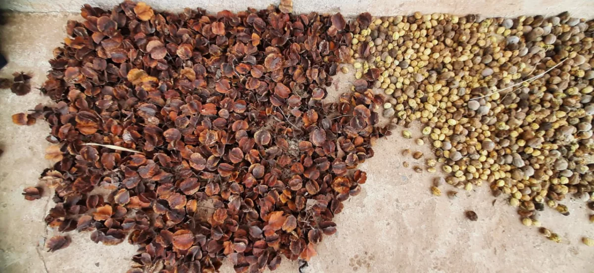 32 प्रजातियों के बीज मुफ्त मिलेंगे, विभाग ने यह बनाई योजना