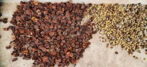 32 प्रजातियों के बीज मुफ्त मिलेंगे, विभाग ने यह बनाई योजना