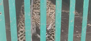 गांव वालों को परेशान किए था तेंदुआ, इस तकनीकी से वनकर्मियों ने पकड़ा Leopard had harassed the villagers, forest workers caught it with this technique