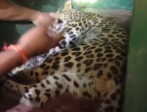 खरगोश का शिकार करने घुसा तेंदुआ, एक्सपर्ट ने किया रेस्क्यू