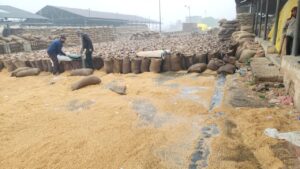 मौसम का बिगड़ा मिजाज, करोड़ों की धान भीगी, जारी किया गया अलर्ट Weather in madhya pradesh