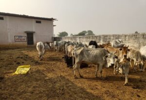 रीवा में तीन स्थानों पर आधुनिक गौ अभयारण्य होंगे विकसित Three cow sanctuaries will be developed in Rewa on the lines of Pathmeda in Rajasthan.