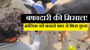 Bandhavgarh Tiger Reserve incident, injured dog also dies