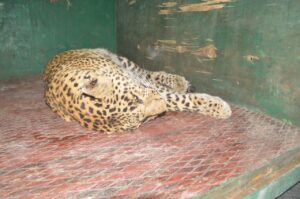 शहर में स्कूल के भीतर घुसा तेंदुआ, घण्टों दहशत में रहे लोग Leopard entered the school in the city, people remained in panic for hours
