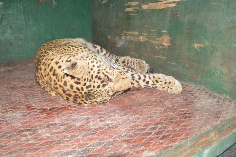 Leopard entered the school in the city, people remained in panic for hours