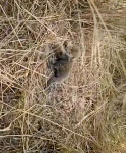 Good news again came from Kuno National Park in Cheetah Project