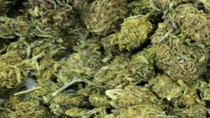 रीवा में महिलाएं कर रहीं गांजा की तस्करी, पुलिस ने गिरोह को पकड़ा रीवा में महिलाएं कर रहीं गांजा की तस्करी, पुलिस ने गिरोह को पकड़ा