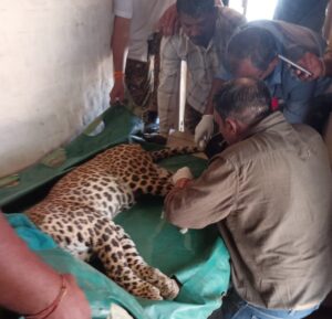 Leopard had entered the house of BJP leader near Bandhwa turn of Naigadhi