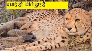 खुशखबरी : मध्यप्रदेश में फिर जन्म चीते के शावक, सीएम ने ऐसे दी बधाई