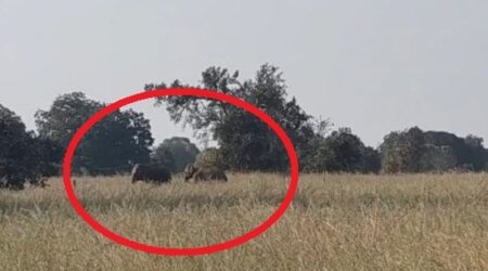 जंगली हाथियों का समूह अब रीवा की ओर बढ़ा, निगरानी बढ़ाई गई Forest department and administrative officials are monitoring the elephants.