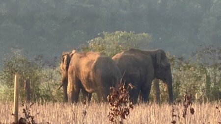 जंगली हाथियों ने वापसी का मार्ग पकड़ा, मऊगंज पहुंचे Returned from Hanumana area after covering a distance of about 35 kilometers