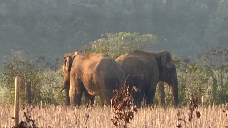 जंगली हाथियों ने वापसी का मार्ग पकड़ा, मऊगंज पहुंचे Returned from Hanumana area after covering a distance of about 35 kilometers
