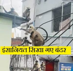 जब इंसानियत सिखा गए बंदर